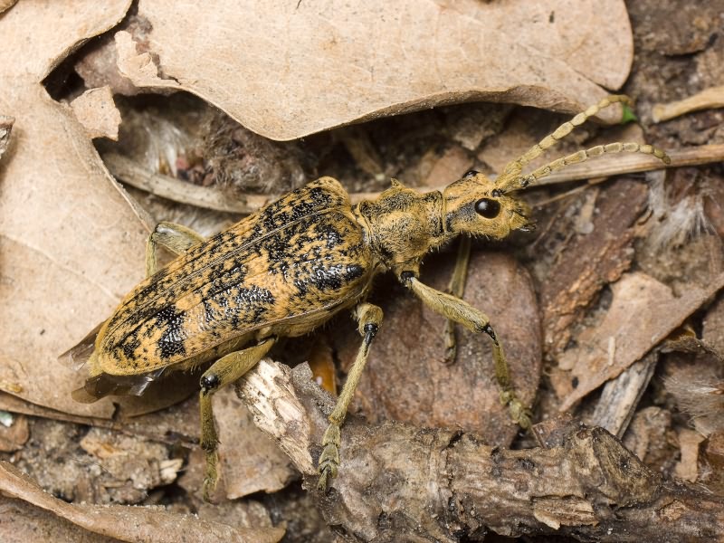 Rhagium sycophanta (Schrank, 1781)